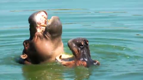 Animal Hippopotamus In Lake Water