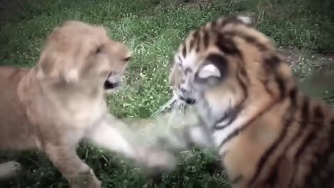 Two tiger cubs train each other for their future hunting