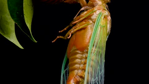 Cicada Emerges From Its Shell