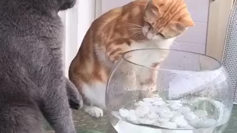 Cat paws at fish