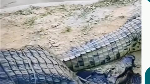 Prank with Crocodile