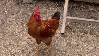 Kyle the rooster