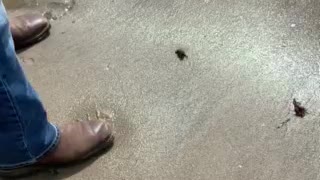 Hermit Crab buried himself in the sand.