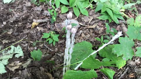 Indian Pipe or Ghost Plant!