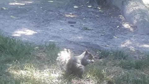 My Squirrel Friend
