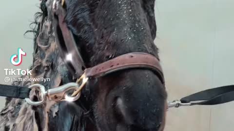 Horse getting a bath