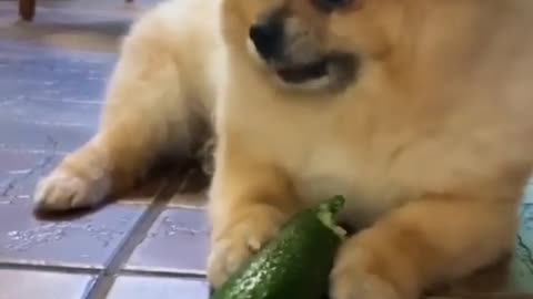 This Cute Dog LOVES TO EAT CUCUMBER!!! - Funny & Cute Animals