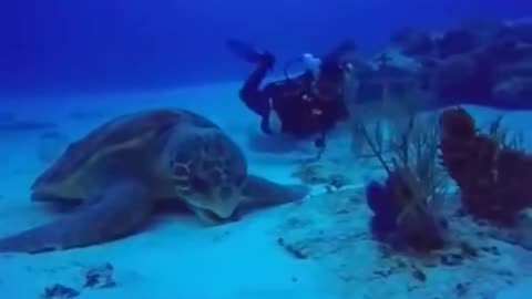 Giant sea turtle