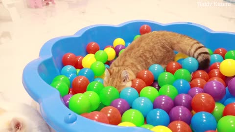 Funny Kittens and 200 Colorful Balloons