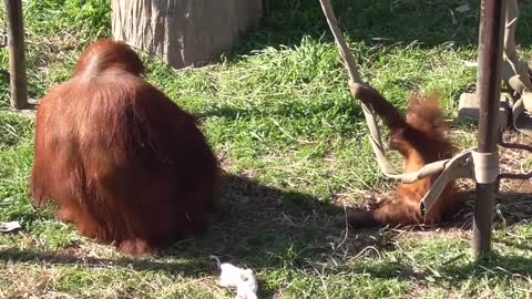 Orangutan at the Zoo ... so cute!!