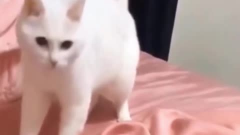 CAT DANCING TO THE RHYTHM OF DRUMS 😹🥁