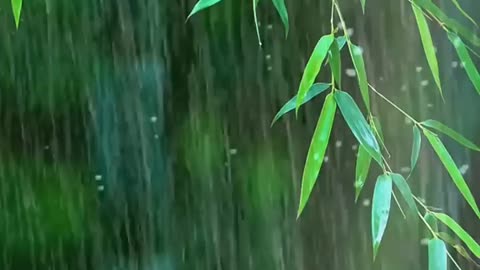 Sleep Instantly with Forest Beautiful Heavy Rain