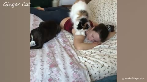 Cute cats have the most special relationship with their owner's BFFs-Cute cat moments