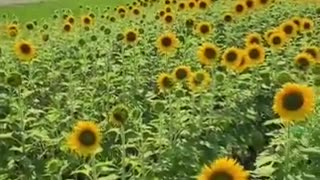 Why Are Sunflowers No Longer Facing The Sun???