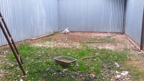 Snowy owl incubating eggs