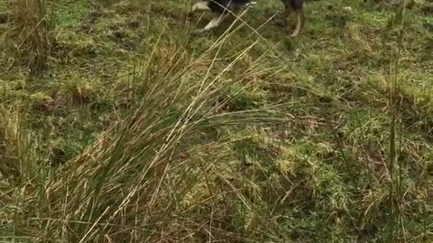 Border Collie Loves to Herd