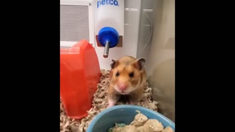 A CUTE CHUBBY HAMSTER LAZING OUT IN IT HOME