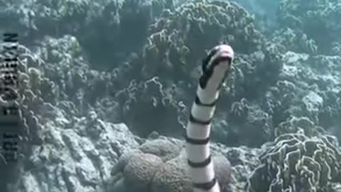 Scary Slithering Snakes..