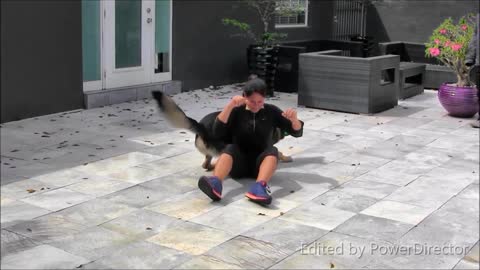 Guard Dog Training Step by Step! Tricks
