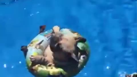 Funny Pug Floating in a Ring !!!Must Watch!!!