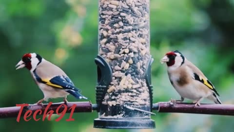 Birds entertainment funny videos