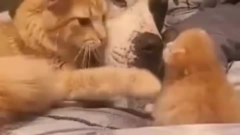 Mommy cat showing her baby to her dog friend..