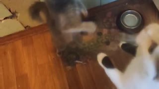 Feeding my cute pussies