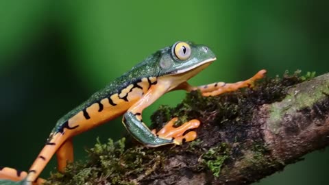 WILD COSTA RICA - wild creatures and unexplored jungle- documentary