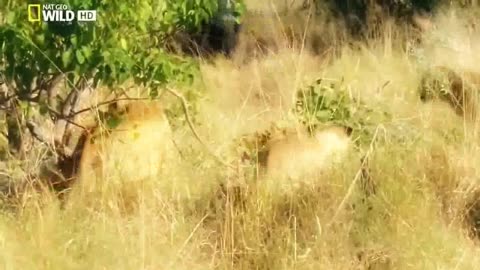 Lion Attack - Wildlife Animal Part - 01