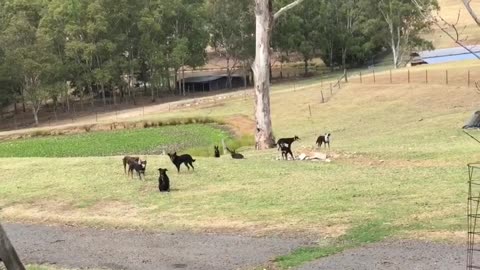 Dogs Do Mannequin Challenge