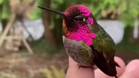 This Hummingbird Changes Colour With Every Turn