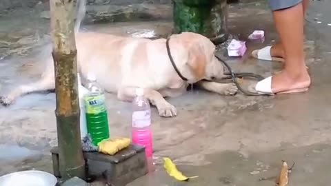 Adorable labrador loves taking a bath