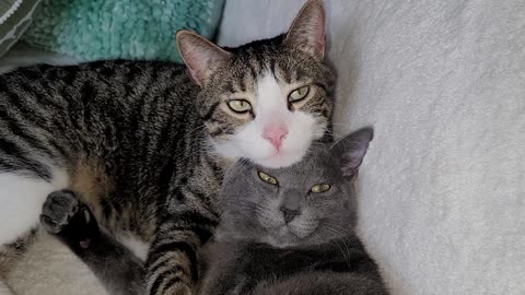 Cute cats napping on top of one another, one wearing the other as a hat