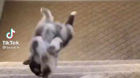 Oooh nooo dog climbing stairs