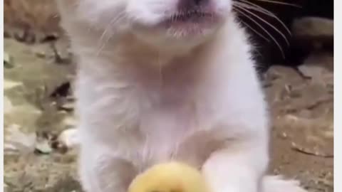 Watch This Adorable Puppy help a Baby Duck