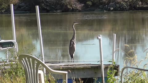 367 Toussaint Wildlife - Oak Harbor Ohio - Great Blue Heron Takes Over My Dock
