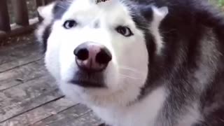 Vicious Butterfly attacks Husky