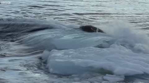 Killer Whales Working Together to Hunt Seals on Ice | BBC Earth