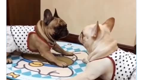 Funny Cat And Dog Playing With Owners