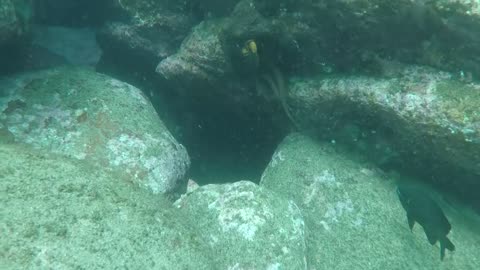 OMG / Moray Eel VS Octopus