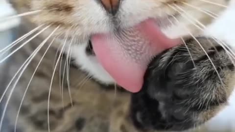 funny and cute cat having fun with his tongue in his paws