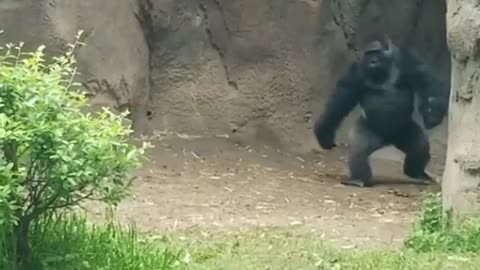 Funny Gorilla entry