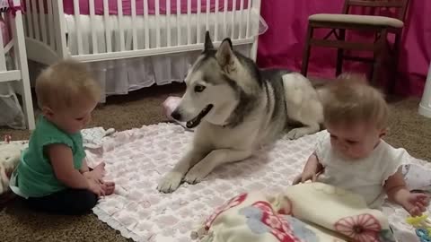 Husky adorably play with twins