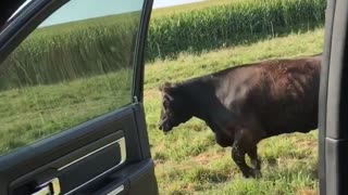 Cow Takes Successfully On The Kiki Challenge Dance