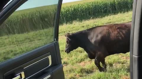 Cow Takes Successfully On The Kiki Challenge Dance