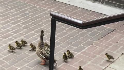 Ducklings Follow Mother Duck down Stairs