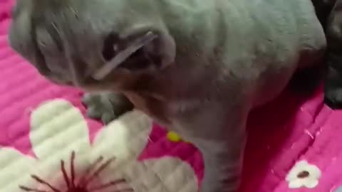 Lovely Puppies _ Angry Videos 02 _FYP _viral _shorts