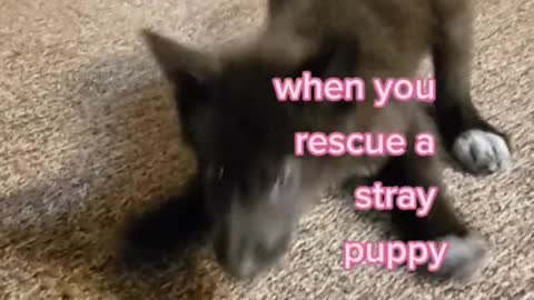 when you rescue a stray puppy