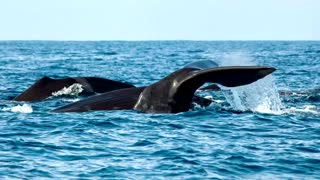 Understanding sperm whales through AI