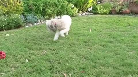 Honest dog playing